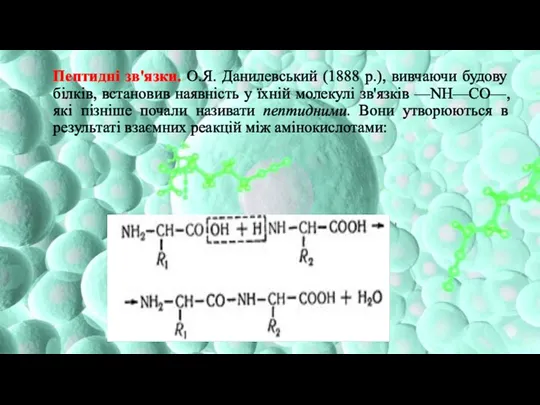 Пептидні зв'язки. О.Я. Данилевський (1888 p.), вивчаючи будову білків, встановив