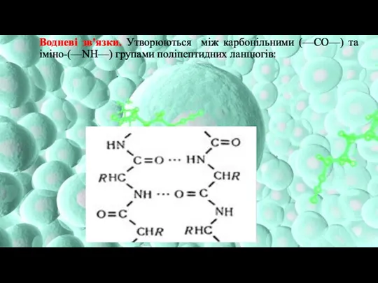 Водневі зв'язки. Утворюються між карбонільними (—CO—) та іміно-(—NH—) групами поліпептидних ланцюгів: