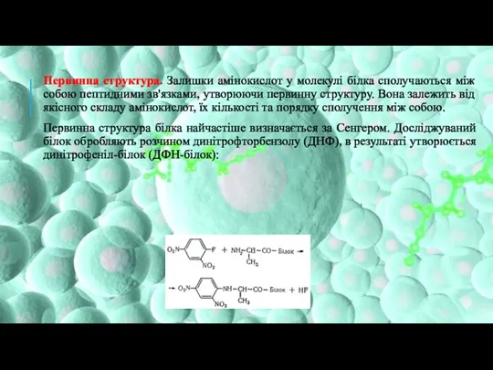Первинна структура. Залишки амінокислот у молекулі білка сполучаються між собою