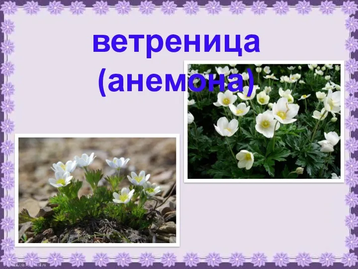 ветреница (анемона)