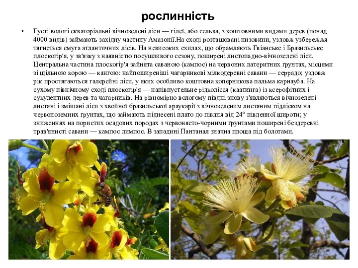 рослинність Густі вологі екваторіальні вічнозелені ліси — гілеї, або сельва,