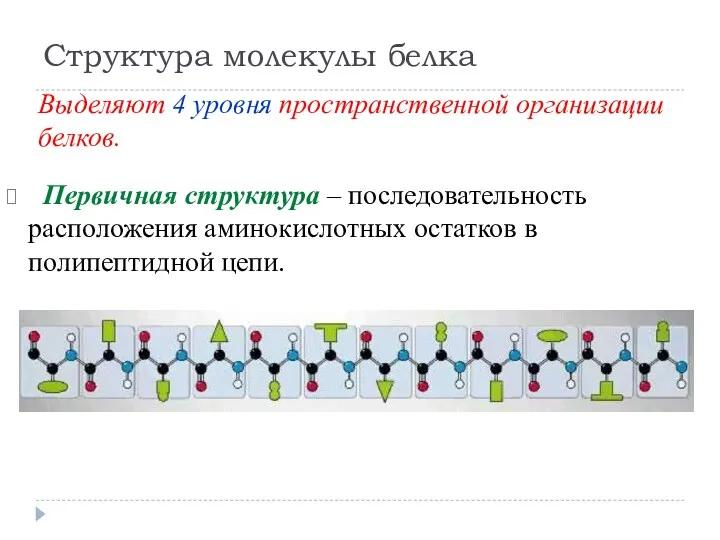 Структура молекулы белка Первичная структура – последовательность расположения аминокислотных остатков