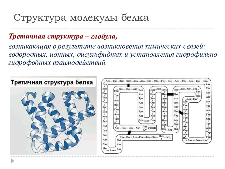 Структура молекулы белка Третичная структура – глобула, возникающая в результате