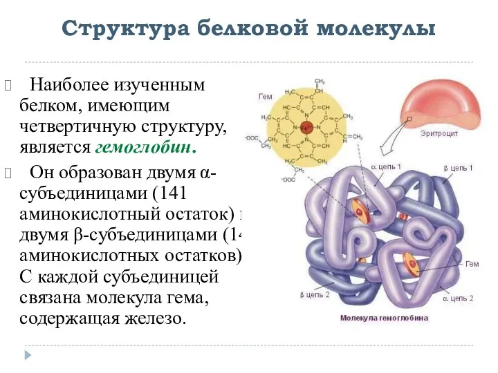 Структура белковой молекулы Наиболее изученным белком, имеющим четвертичную структуру, является