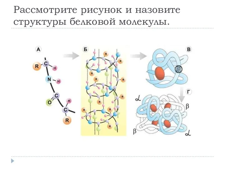 Рассмотрите рисунок и назовите структуры белковой молекулы.