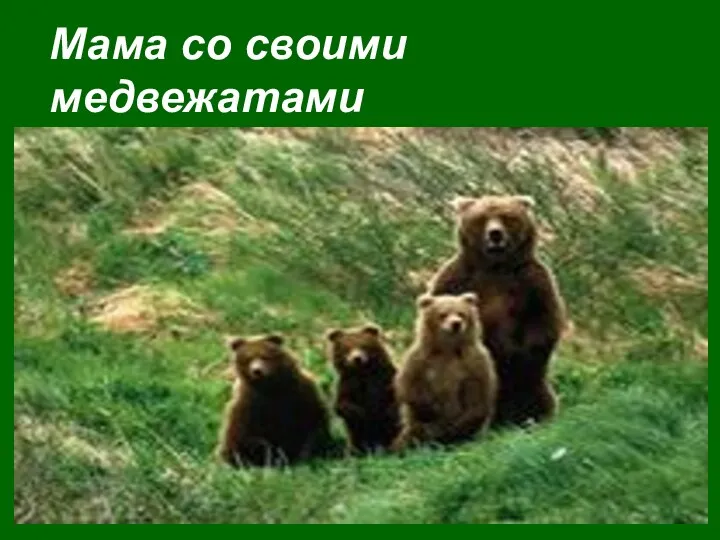 Мама со своими медвежатами