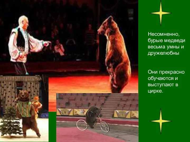 Несомненно, бурые медведи весьма умны и дружелюбны Они прекрасно обучаются и выступают в цирке.