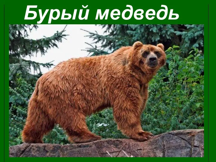 Бурый медведь