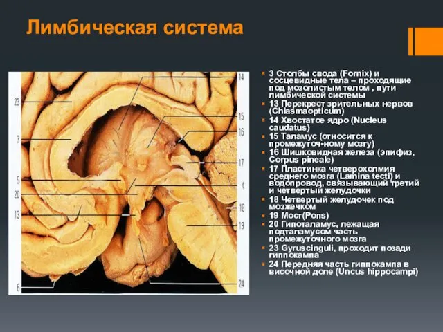 Лимбическая система 3 Столбы свода (Fornix) и сосцевидные тела –