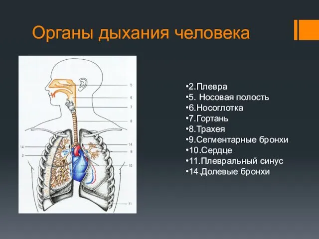 Органы дыхания человека 2.Плевра 5. Носовая полость 6.Носоглотка 7.Гортань 8.Трахея