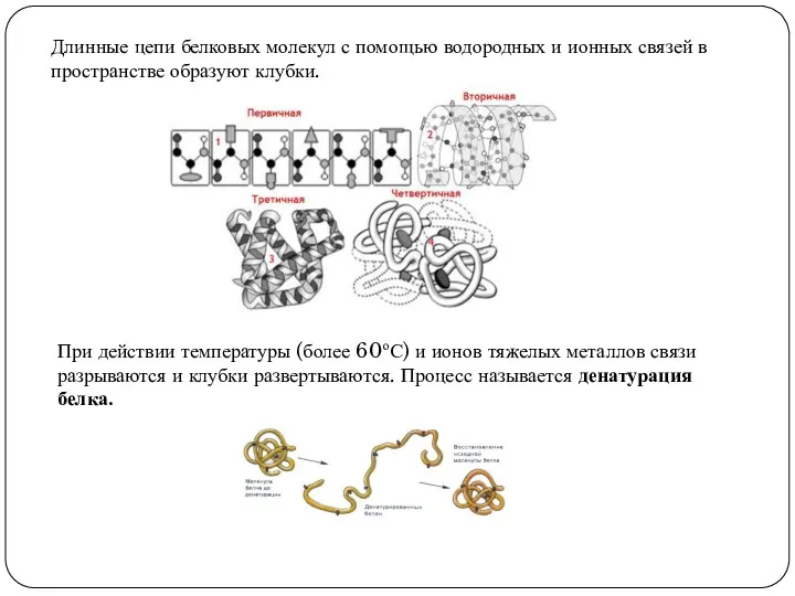 Длинные цепи белковых молекул с помощью водородных и ионных связей