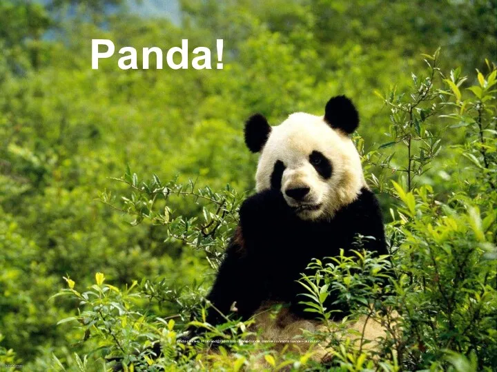 Panda! Photo courtesy of (ebread@flickr.com) - granted under creative commons licence – attribution