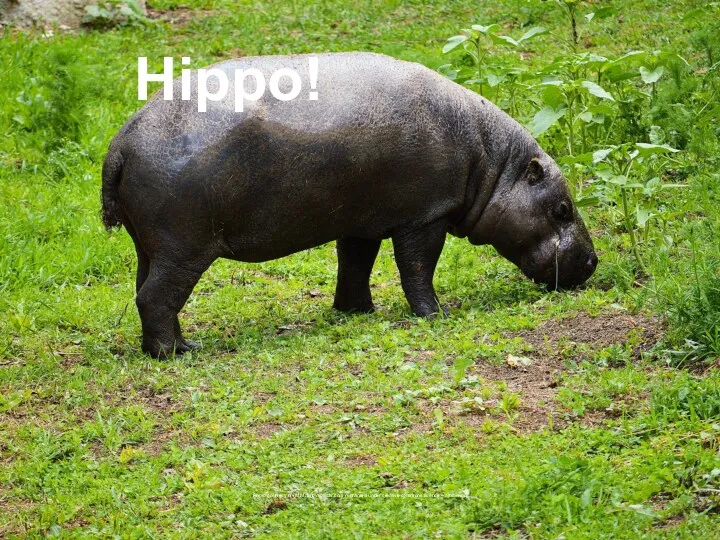 Hippo! Photo courtesy of (M Malinov@flickr.com) - granted under creative commons licence – attribution