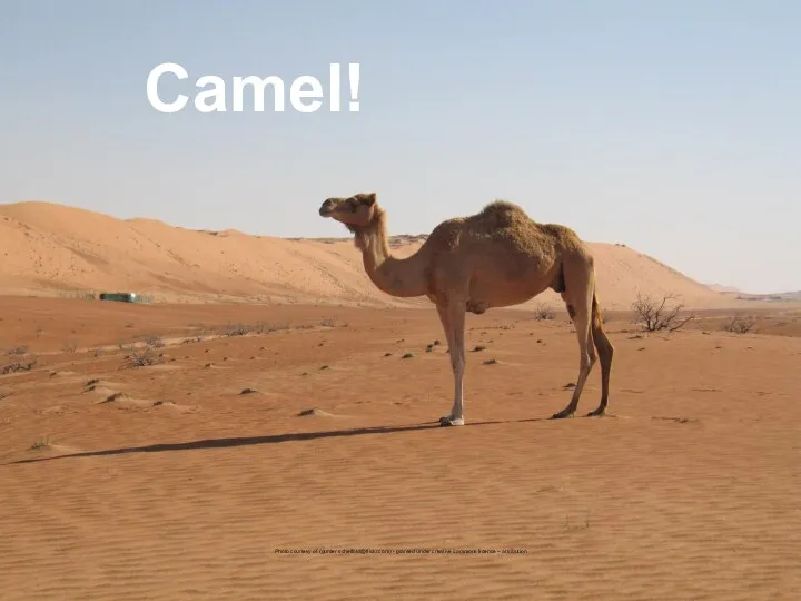 Camel! Photo courtesy of (gunter scheffold@flickr.com) - granted under creative commons licence – attribution