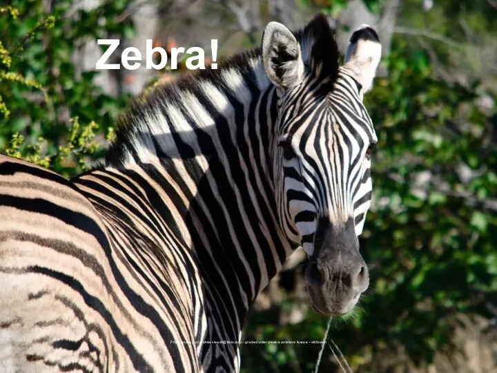 Zebra! Photo courtesy of (Andrew stewart@flickr.com) - granted under creative commons licence – attribution