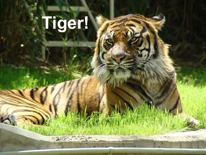Tiger! Photo courtesy of (CW8647@flickr.com) - granted under creative commons licence – attribution