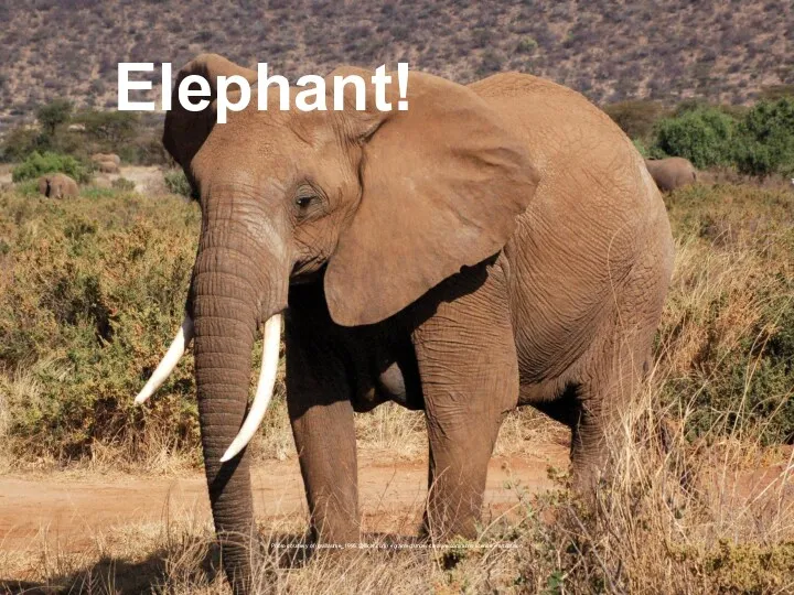Elephant! Photo courtesy of (guillaume_1995 @flickr.com) - granted under creative commons licence – attribution