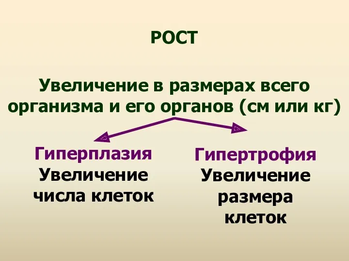 Увеличение в размерах всего организма и его органов (см или