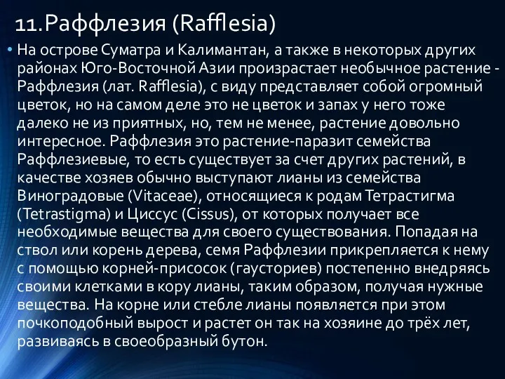 11.Раффлезия (Rafflesia) На острове Суматра и Калимантан, а также в