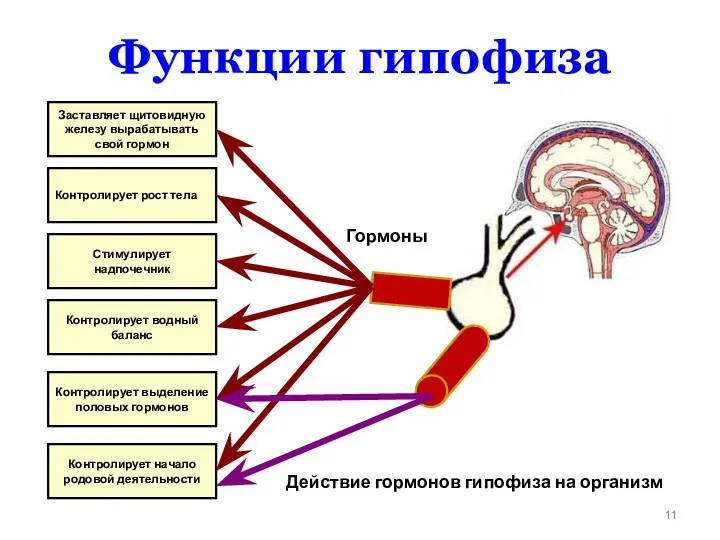 Функции гипофиза Заставляет щитовидную железу вырабатывать свой гормон Контролирует рост