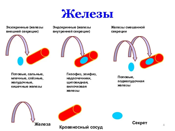 Железы Экзокринные (железы внешней секреции) Потовые, сальные, млечные, слёзные, желудочные,