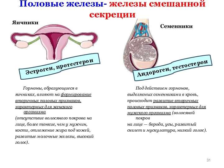 Половые железы- железы смешанной секреции Яичники Гормоны, образующиеся в яичниках,