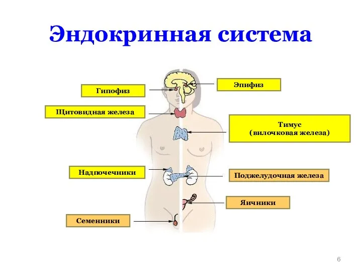 Эндокринная система Гипофиз Щитовидная железа Тимус (вилочковая железа) Эпифиз Надпочечники Семенники Поджелудочная железа Яичники