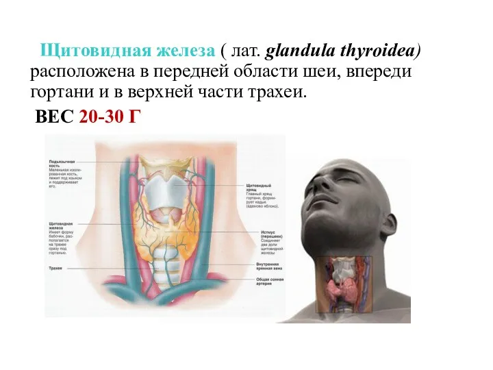 Щитовидная железа ( лат. glandula thyroidea) расположена в передней области