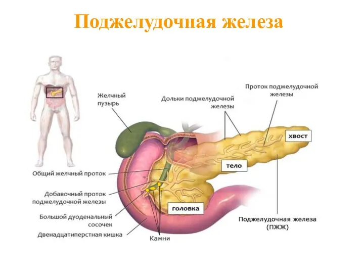 Поджелудочная железа