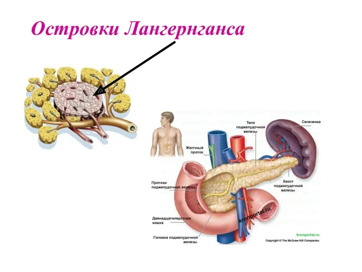 Островки Лангернганса