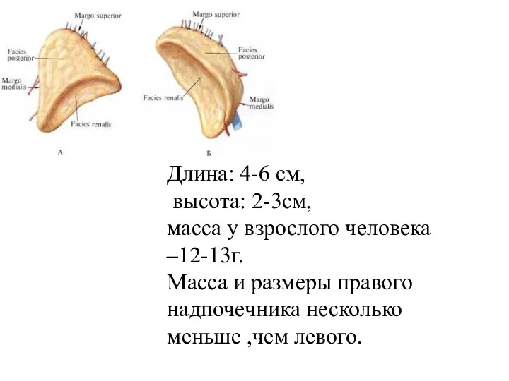 Длина: 4-6 см, высота: 2-3см, масса у взрослого человека –12-13г.