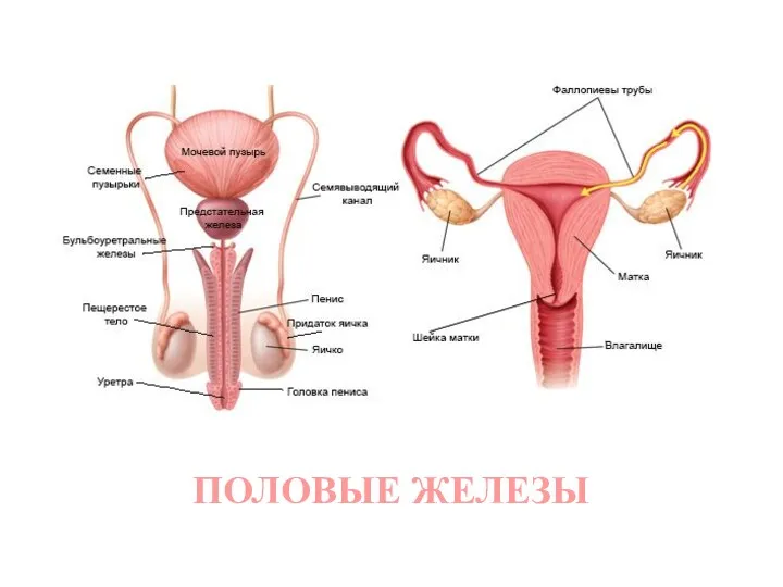 ПОЛОВЫЕ ЖЕЛЕЗЫ