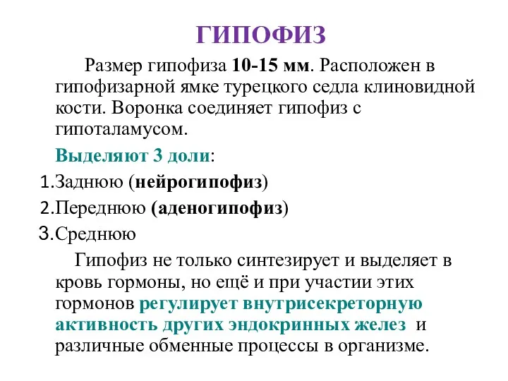 ГИПОФИЗ Размер гипофиза 10-15 мм. Расположен в гипофизарной ямке турецкого