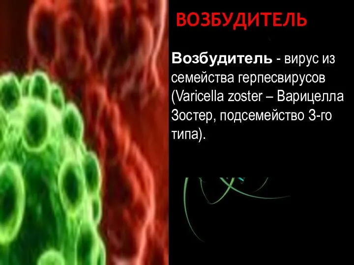 ВОЗБУДИТЕЛЬ Возбудитель - вирус из семейства герпесвирусов (Varicella zoster – Варицелла Зостер, подсемейство З-го типа). Варицелла-Зостер