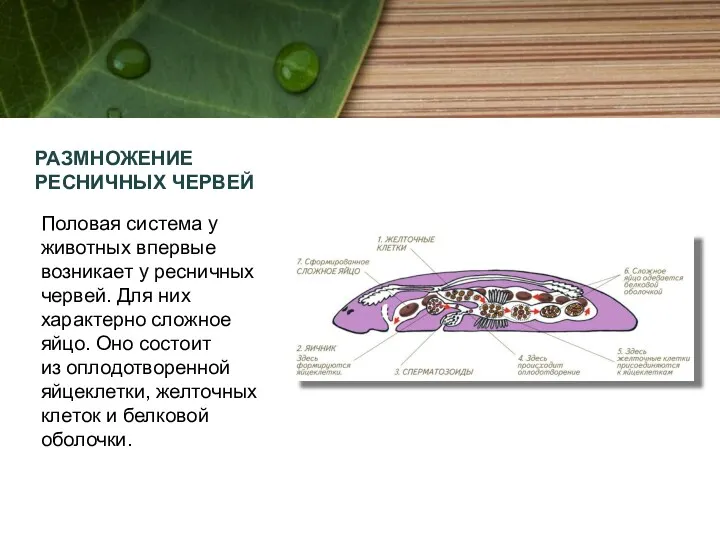 РАЗМНОЖЕНИЕ РЕСНИЧНЫХ ЧЕРВЕЙ Половая система у животных впервые возникает у