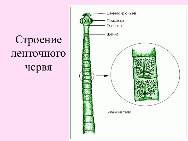 Строение ленточного червя