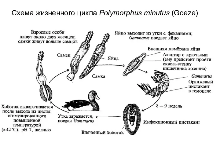 Схема жизненного цикла Polymorphus minutus (Goeze)