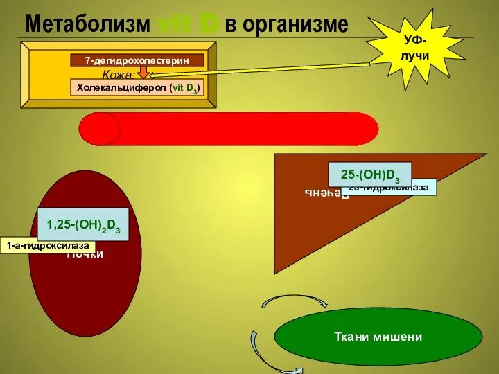 Метаболизм vit D в организме Кожа: Печень УФ-лучи 25-гидроксилаза Почки