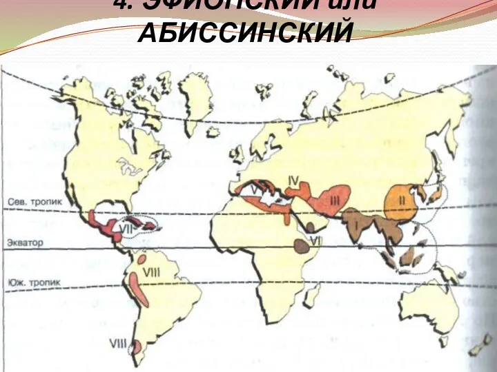 4. ЭФИОПСКИЙ или АБИССИНСКИЙ