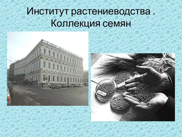 Институт растениеводства . Коллекция семян