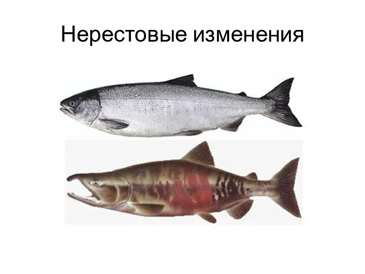 Нерестовые изменения