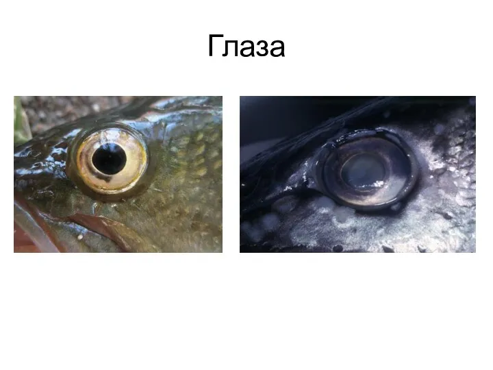 Глаза