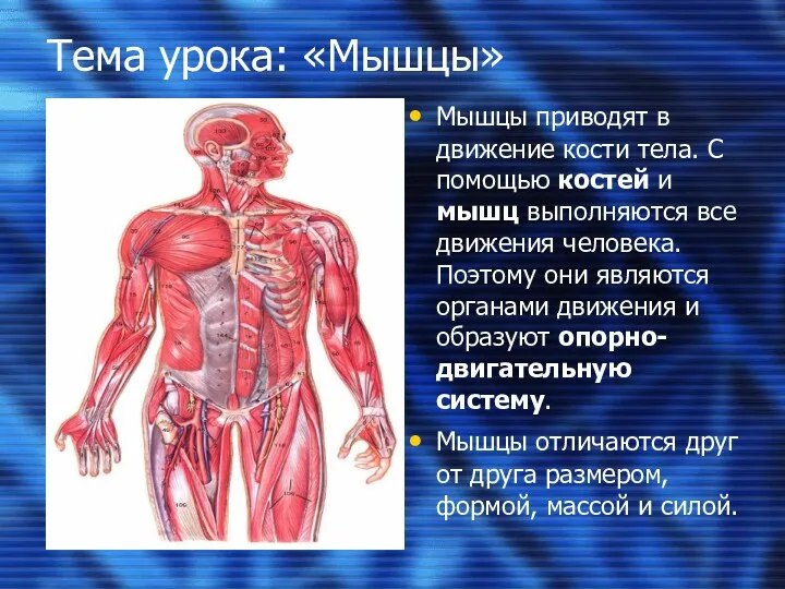 Тема урока: «Мышцы» Мышцы приводят в движение кости тела. С