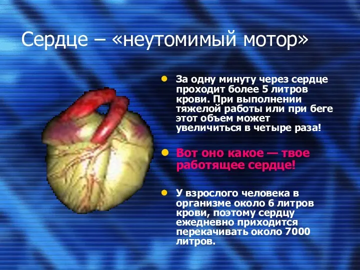 Сердце – «неутомимый мотор» За одну минуту через сердце проходит