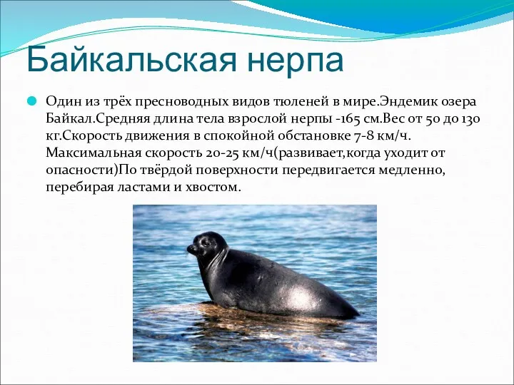 Байкальская нерпа Один из трёх пресноводных видов тюленей в мире.Эндемик