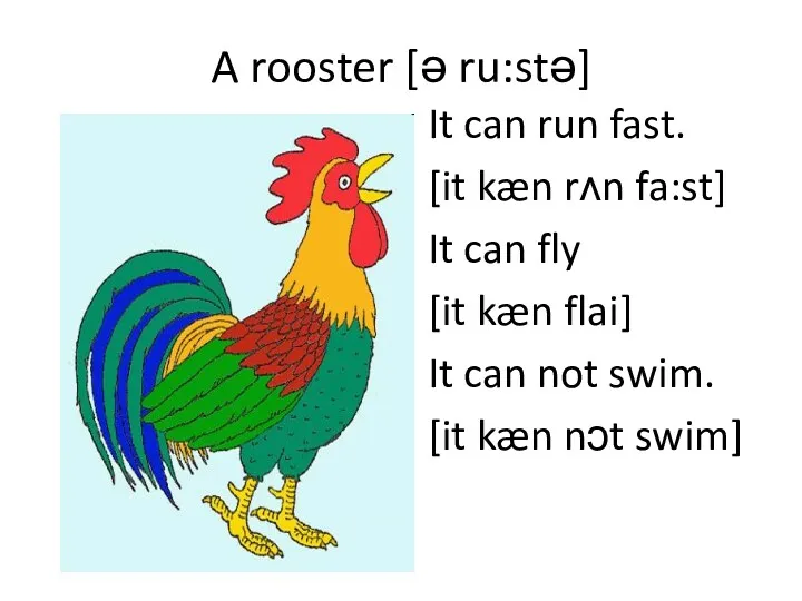 A rooster [ə ru:stə] It can run fast. [it kæn