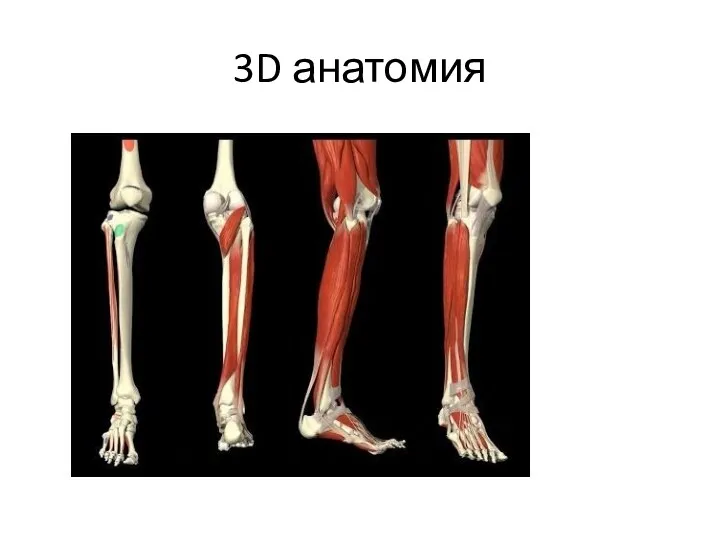 3D анатомия