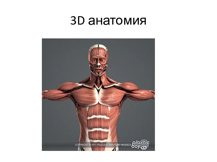 3D анатомия