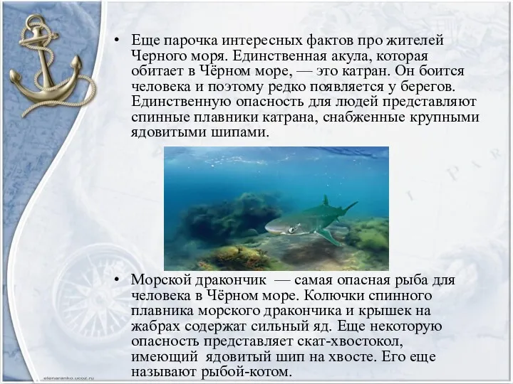 Еще парочка интересных фактов про жителей Черного моря. Единственная акула,