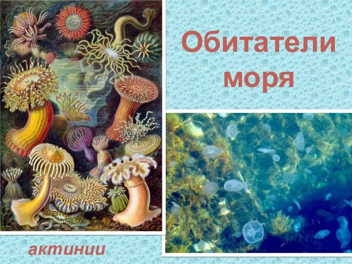 Обитатели моря актинии